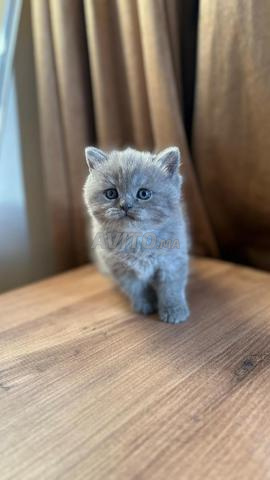 Scottish fold & british shorthair - 2