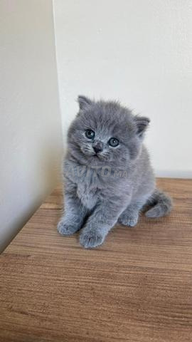 British shorthair & Scottish fold - 2
