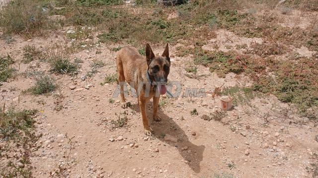 Chienne Malinois pure race à vendre - 2