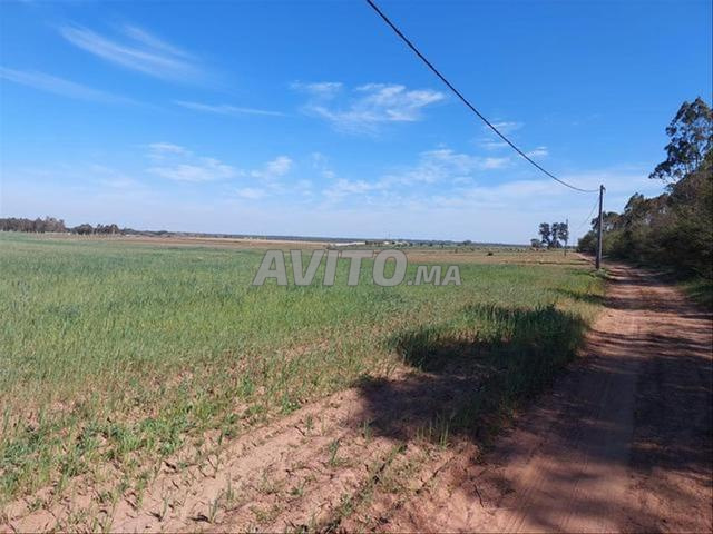 Vente de terrains & fermes titrés – Sidi Rahal - 2
