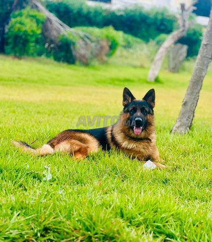 كلب الراعي ذو نسب - 2