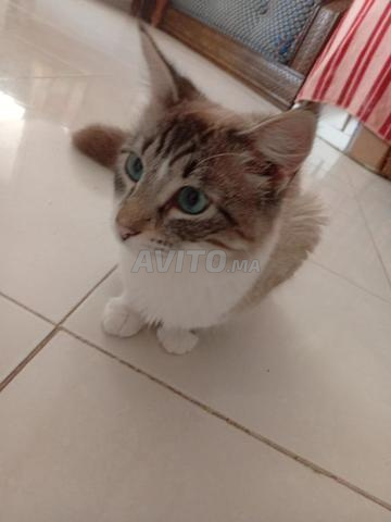 𝐂𝐚𝐭4𝐲𝐨𝐮/Chat à vous - 2