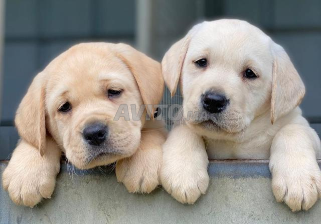 لابرادور جرو