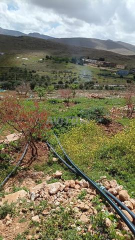 أرض فلاحية للبيع - 2