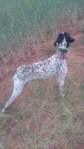 Chien de chasse Pointer Anglais
