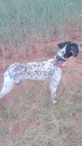 Chien de chasse Pointer Anglais - 2