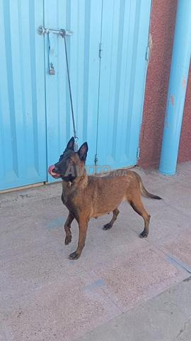 Super femelle malinois charboni pure race - 2