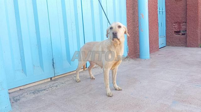 Femelle Labrador Retriever pure race - 2