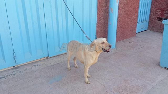 Femelle Labrador Retriever pure race