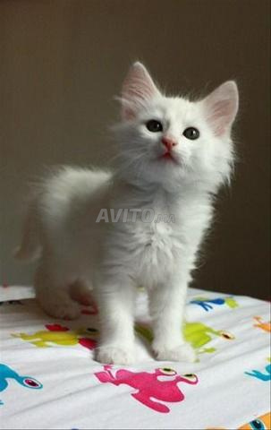 Chat Angora Turc poil long - 2