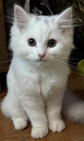 Chat Angora Turc poil long