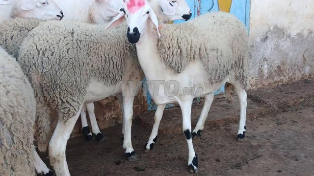 30 têtes sardes de bonne qualité à vendre