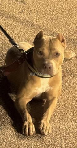 Chienne à vendre - 2