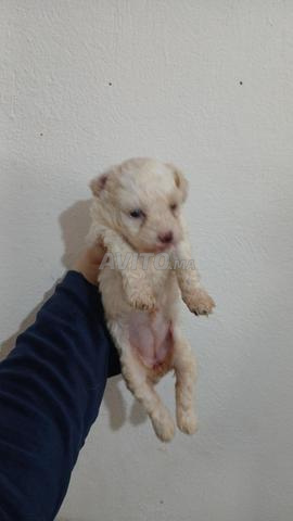 Chiot Caniche Nain de race pure - 2