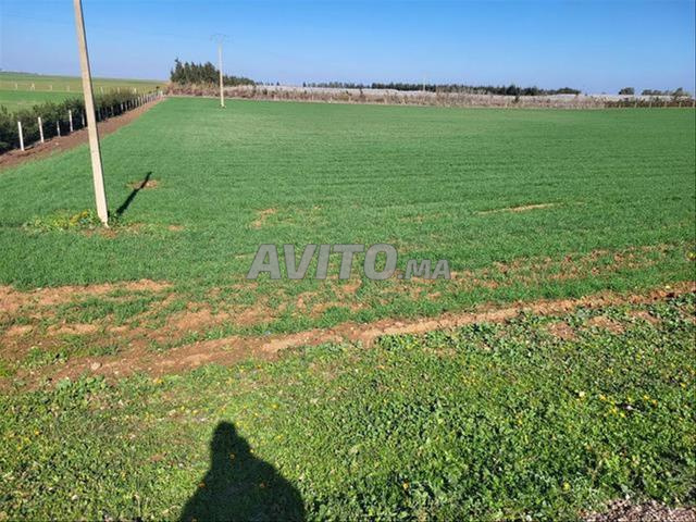 أراضٍ فلاحية محفظة للسكن والاستثمار بسيدي رحال - 2