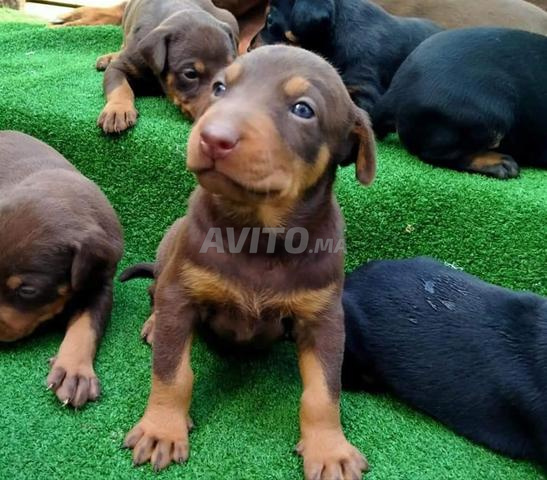 جـراء دوبـرمان - 2