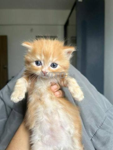 قط شيرازي - 2