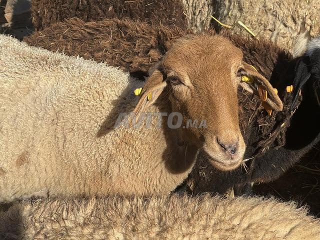 3 أزواج دمان و 4 صغار - 2