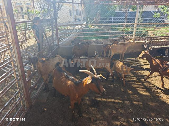 ماعز ألبي، تيوس، نعاج، وخراف للبيع - 2