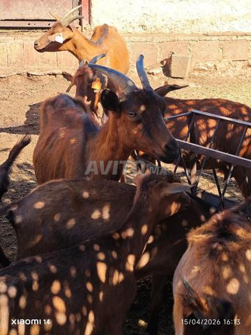 Chèvres alpines, boucs, brebis, moutons à vendre