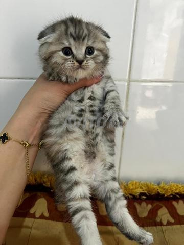 Scottish Fold - 2