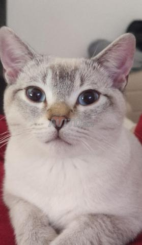 Chat mâle à adopter