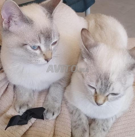 Chat mâle à adopter - 2