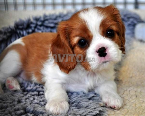 Cavalier King Charles - 2