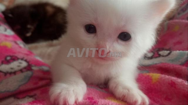 Chaton Ragdoll 45 jours - 2