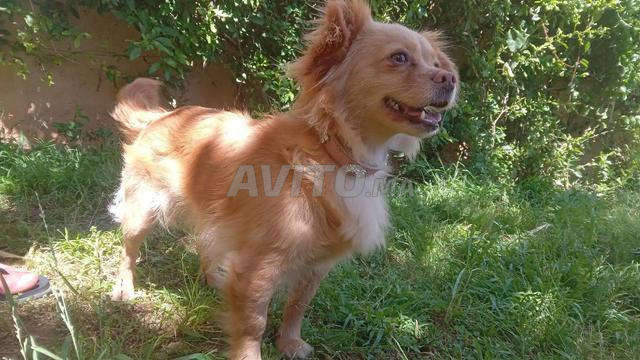 Chienne papillon - 2