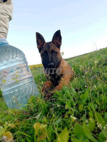 Chien de type Malinois