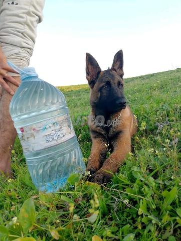 Chien Malinois - 2