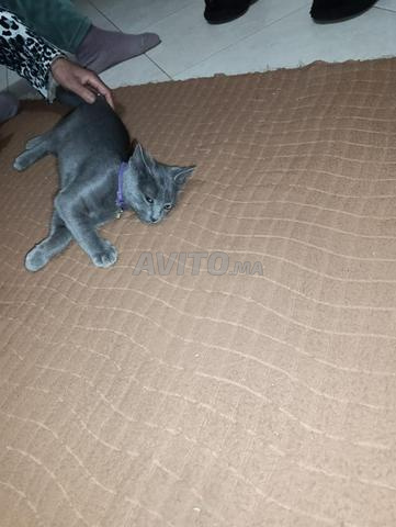 قط للبيع عمره 3 أشهر لونه رمادي - 2