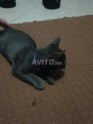 Chat à vendre 3 mois couleur grise