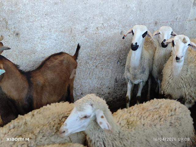 Chèvres alpines..bouc..brebis - 2