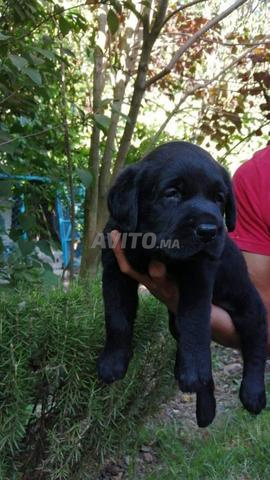 Chiots Labrador noir - 2