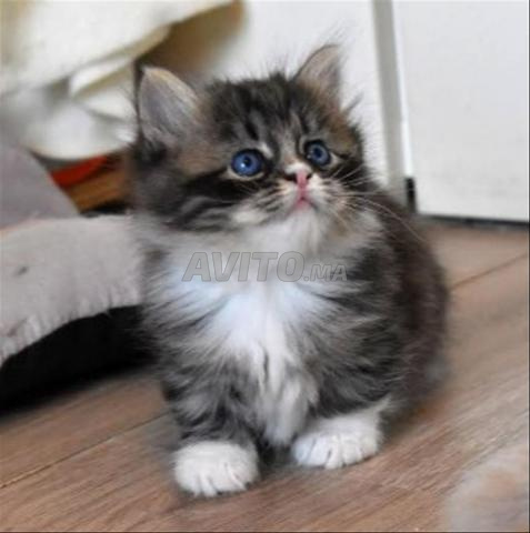 Chaton Ragdoll bébé - 2