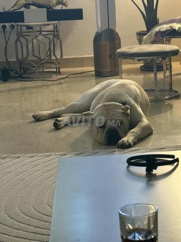 Cane Corso Blanc - 2