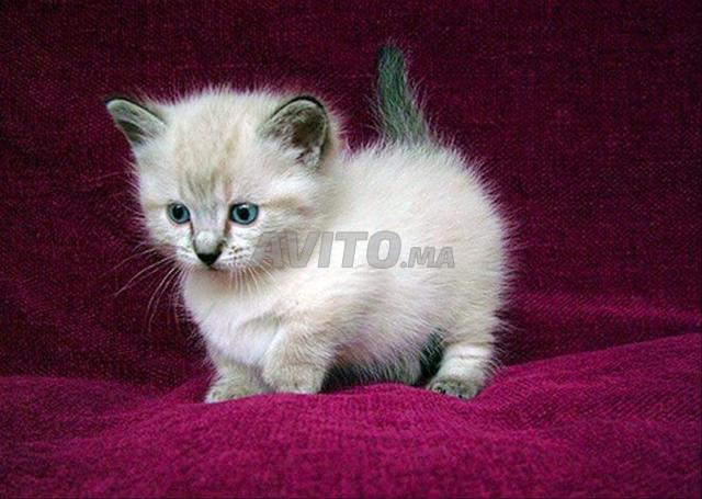 Chaton norvégien - 2