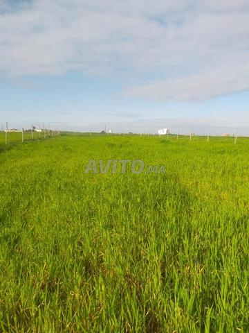 أرض للبيع في بوسكورة أولاد صالح - 2