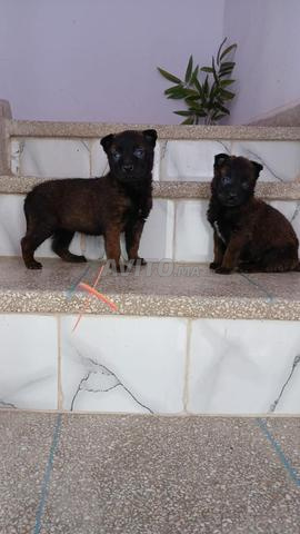 Malinois chiot - 2