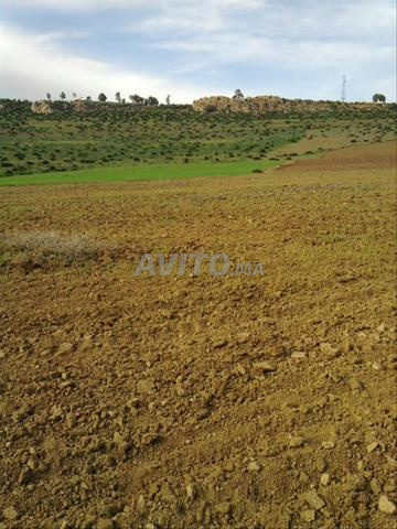 Terrain titré 6000m Benslimane - 2