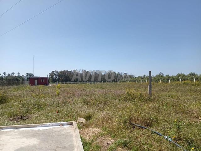 أرض فلاحية بئر سكن فرصة شراكة استثمارية حقيقية - 2