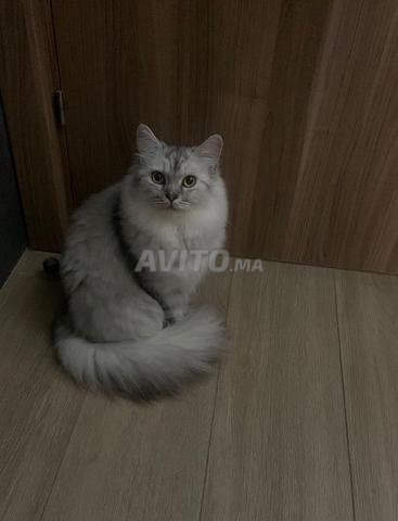 Chatte persan - 2
