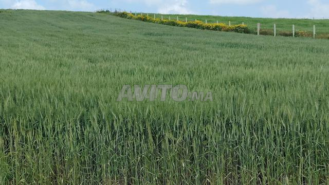 أراضٍ محفظة للبيع | بئر جديد – للسكن والفلاحة - 2