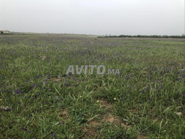 مزارع وأراضي مسجلة في بير الجديد - 2