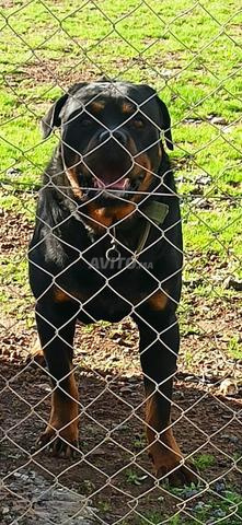 Rottweiler Pure Race - 2