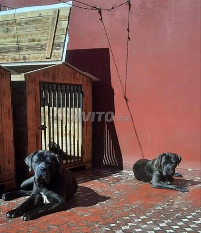 أنثى كلب كاني كورسو للبيع بسعر خاص *** - 2