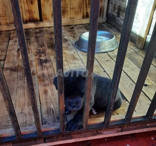 Chiot Cane Corso femelle en promotion ***