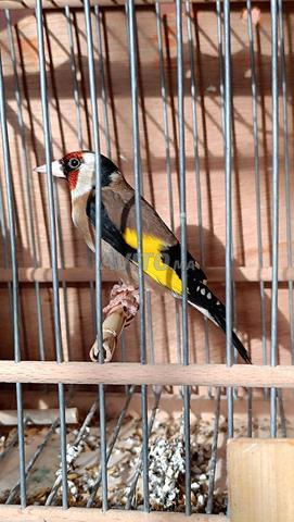 طائر الحسون - 2